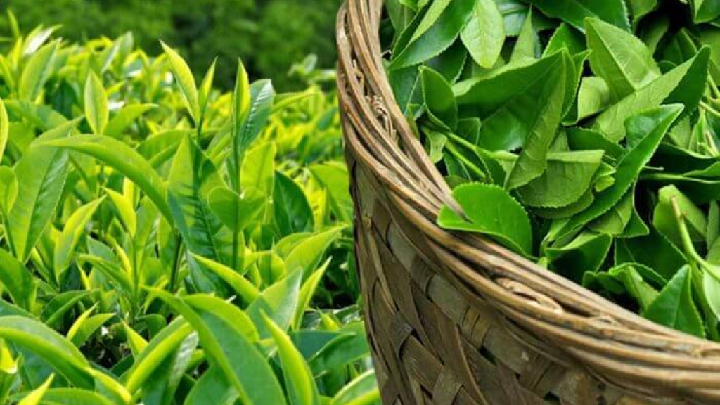 Chè (Trà) – Tìm kiếm giá trị thặng dư từ sản phẩm đặc sản