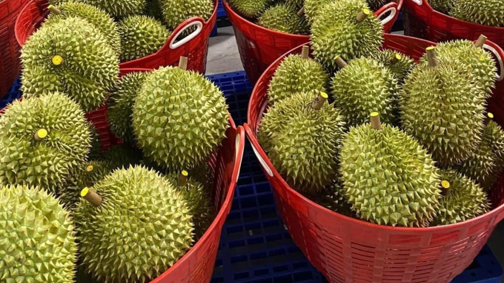 Đa dạng hóa hình thức xuất khẩu sản phẩm sầu riêng ra nước ngoài