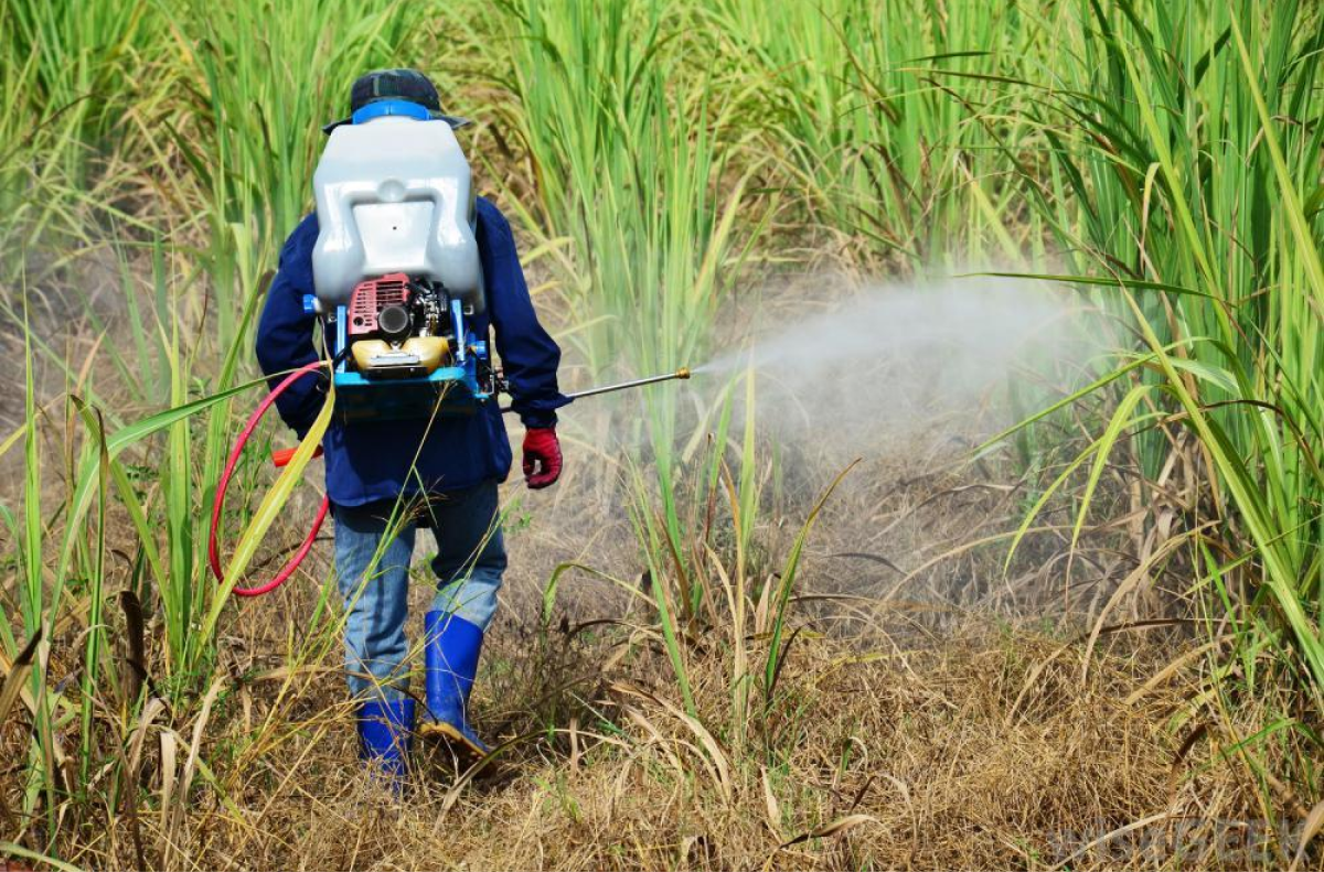 Lựa chọn máy phun thuốc trừ sâu chất lượng sẽ nâng cao hiệu quả canh tác